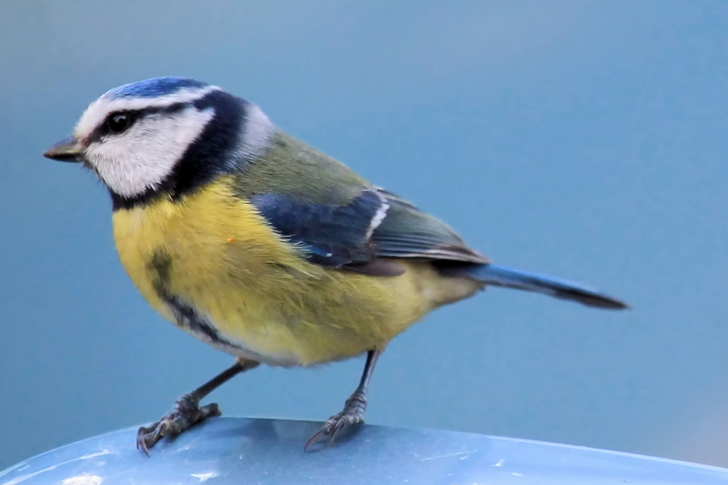 no people, perching, day, photography, focus on foreground, plumage, vertebrate, outdoors, animal, animal wildlife, bluetit, animal themes, close, metal