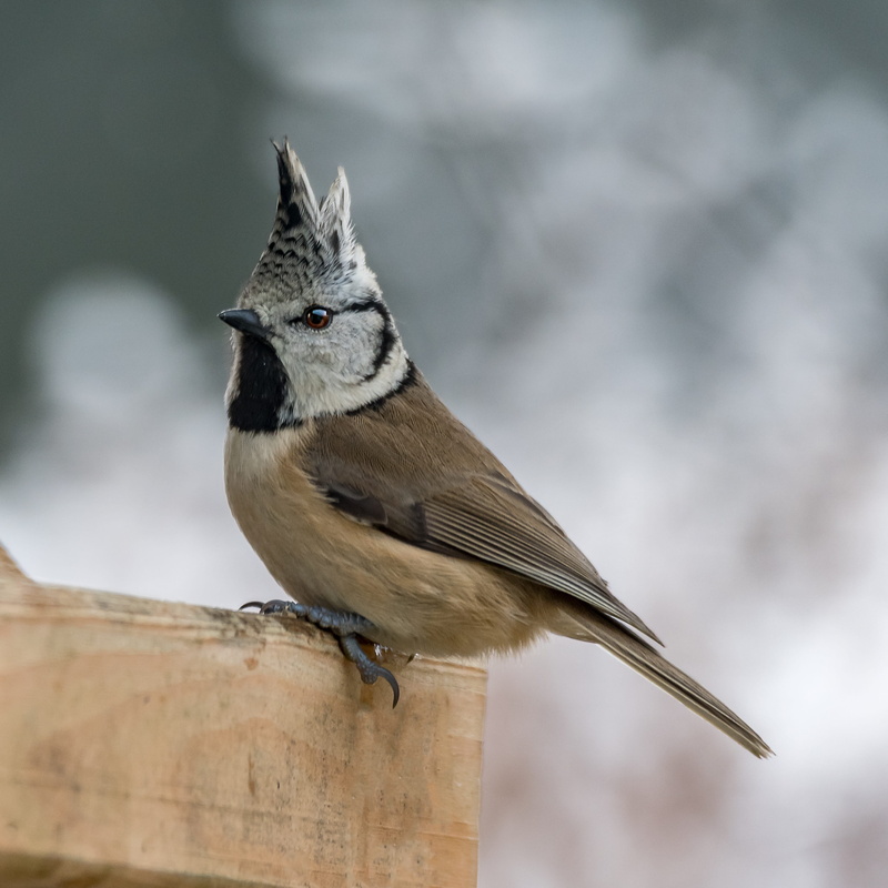 close-up, outdoors, one animal, vertebrate, animal, boundary, focus on foreground, barrier, perching, no people, animal themes, day, perched, wood - material