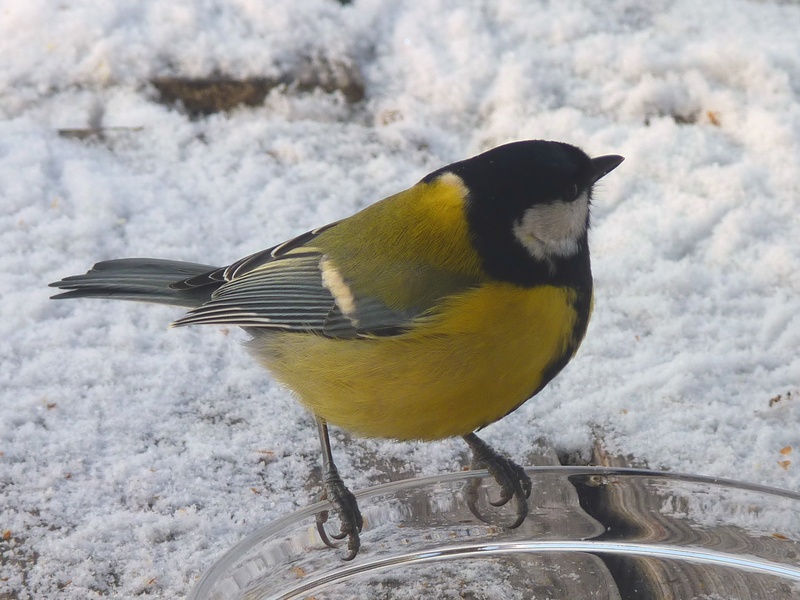 one animal, nature, animal themes, winter, perching, animals in the wild, vertebrate, food, day, animal, bird, claws out, animal wildlife, no people, tit