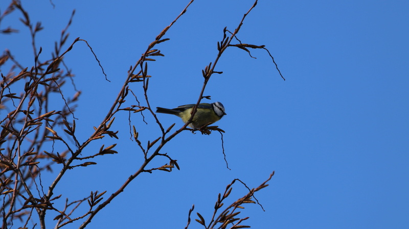 clear sky, low angle view, spring, branch, animal wildlife, no people, outdoors, bird, garden bird, vertebrate, one animal, blue, animal themes, animal world