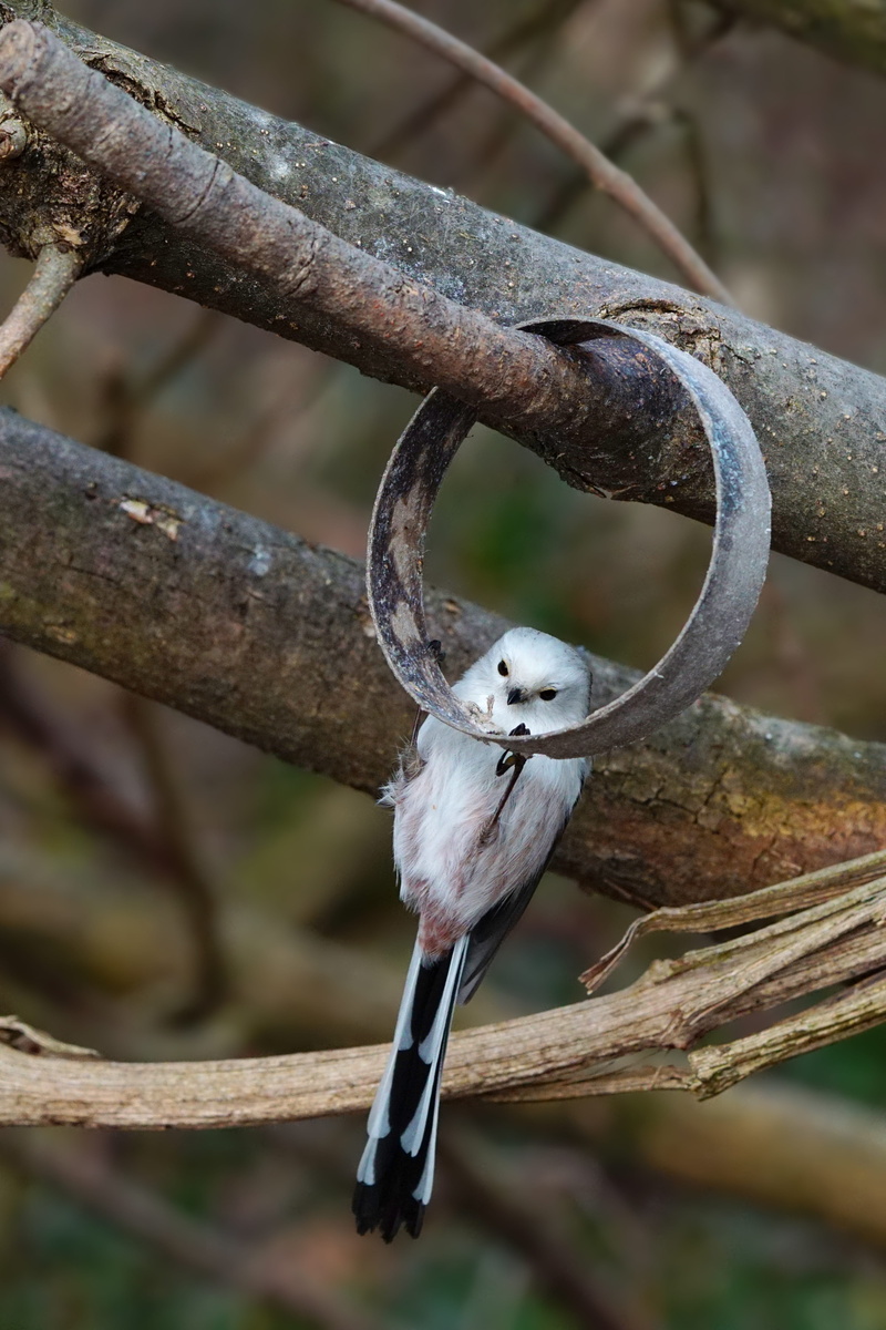 bird feeder, animal world, branch, animal wildlife, nature, 5K, perching, plant, metal, tree, vertebrate, bird, animals in the wild, no people, animal