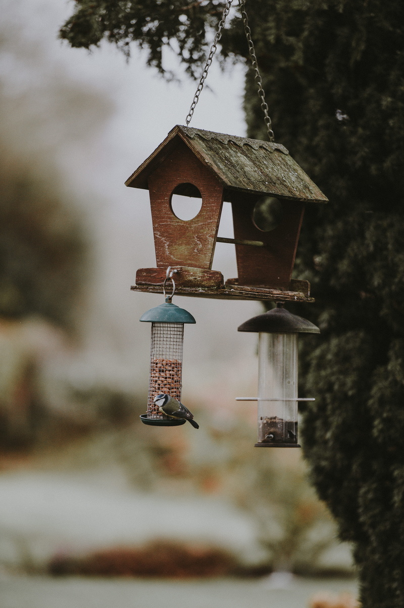 nuts, bird feeder, no people, selective, nature, belief, bell, animal, bluetit, wood - material, focus on foreground, animal themes, bird, religion, bird box