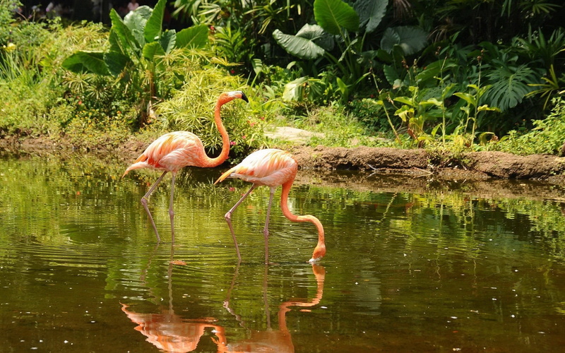 animals, wildlife, pond, birds, flamingos, 2K