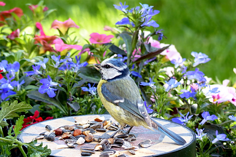 outdoors, animals in the wild, plate, purple, freshness, nature, flowering plant, near, garden, plant, no people, animal themes, white, foraging, green bird