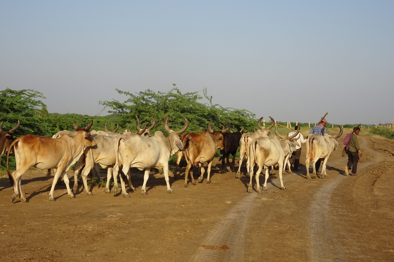 vertebrate, animal wildlife, domestic cattle, lrk, herbivorous, india, twilight, livestock, mammal, bovine, animal themes, sky, herdsmen, cattle, grazing