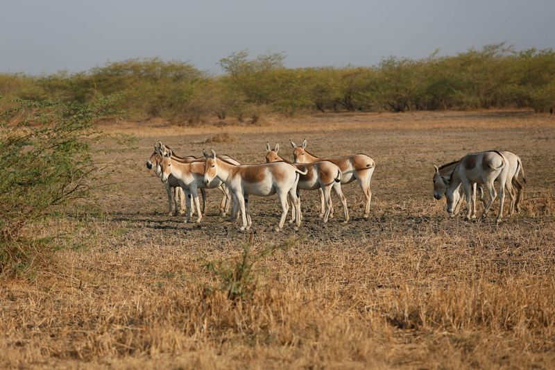 animals in the wild, little ran of kutch, standing, gujarat, animal themes, stark, group of animals, herbivorous, animal wildlife, no people, day, domestic animals