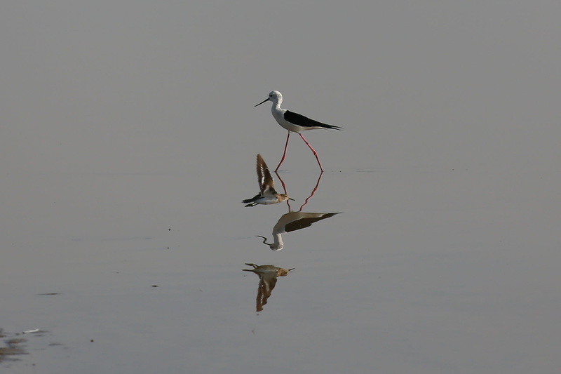 stark, animals in the wild, Bird, nature, beauty in nature, one animal, animal themes, waterfront, 1080P, asses, vertebrate, day, animals, wildlife, reflection