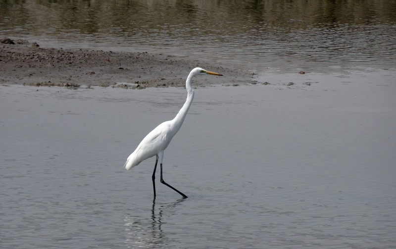 animals in the wild, gujarat, large egret, heron, great egret, reflection, ardea alba, animal wildlife, crane - bird, india, great white egret, lake, white color