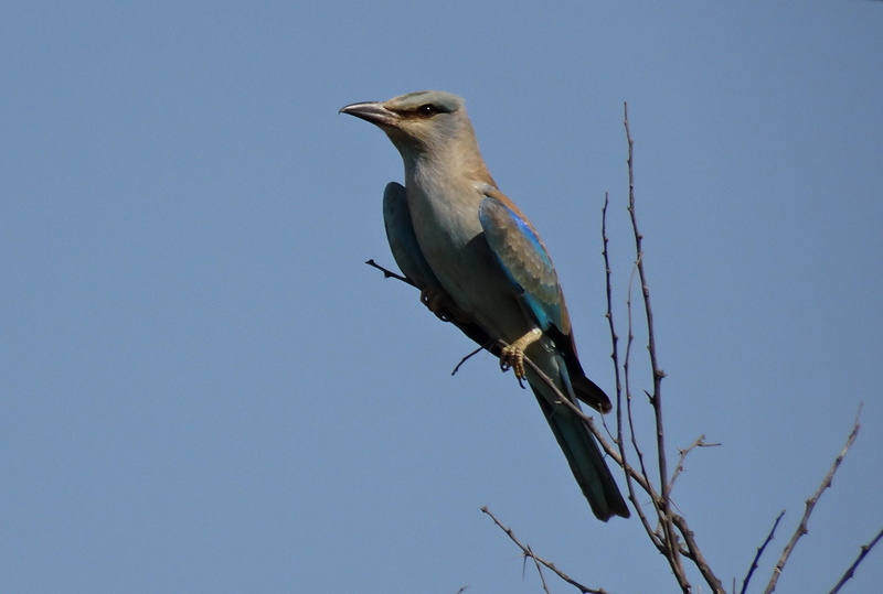 vertebrate, animal, one animal, nature, profile view, branch, wildlife, india, 2K, perched, full length, fauna, plant, ornithology, great rann of kutch