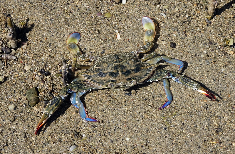 outdoors, beach, jamnagar, sandcrab, close-up, bone, mangrove, nature, kachchh, flower crab, crab, 2K, neptunus pelagicus, aquatic, blue swimmer crab