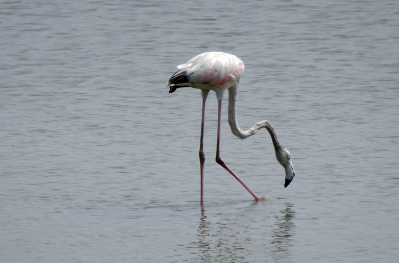 plumage, gujarat, vertebrate, pink color, outdoors, one animal, rann of kutch, water, young, shallow, phoenicopterus roseus, beauty in nature, flamingo