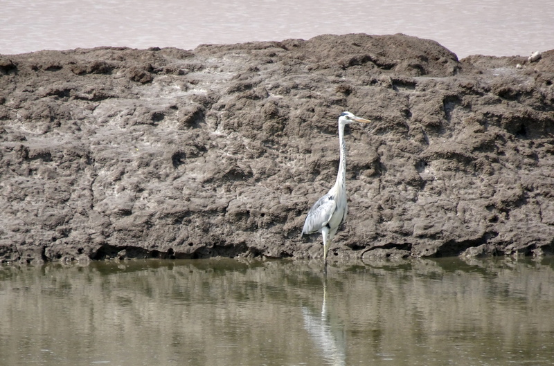 one animal, animal wildlife, animal themes, lake, 4K, animals in the wild, animal, water, rann of kutch, ardea cinerea, rock, bird, grey heron, vertebrate