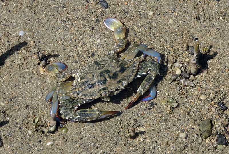 no people, water, claw, environment, 1080P, jamnagar, india, kachchh, land, kutch, animal themes, marine national park, sandcrab, sand, sea, estuary, blue crab