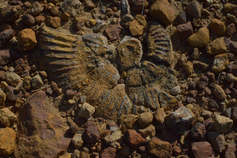 stone, no people, textured, day, close-up, abundance, stone - object, ancient aquatic fossil, rock, marine, pattern, full frame, sunlight, kutch fossil