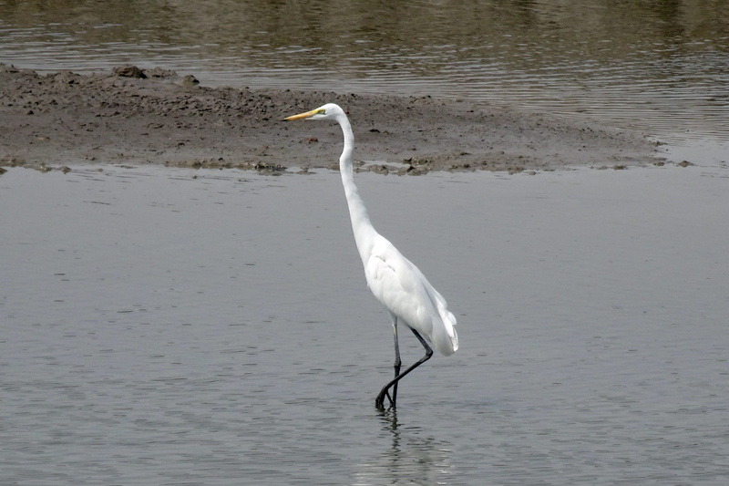 animals in the wild, gujarat, 2K, lake, animal themes, wader, heron, great white egret, ardea alba, animal, egret, great egret, day, water bird, white color