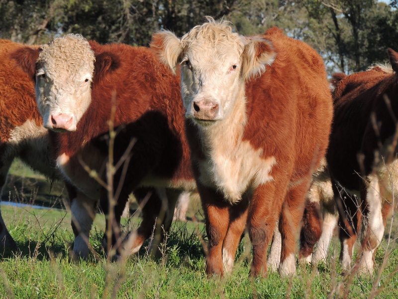 young animal, 4K, vertebrate, Hereford, Race, animal themes, standing, livestock, mammal, domestic, field, land, no people, farm, Boi, animal, Cattle