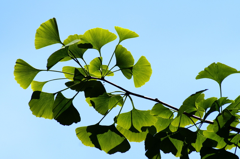 green, green color, flora, no people, tranquility, branch, sky, freshness, ginko tree, young tree, day, leaf, outdoors, japan, biloba, bokeh, gingko, close-up