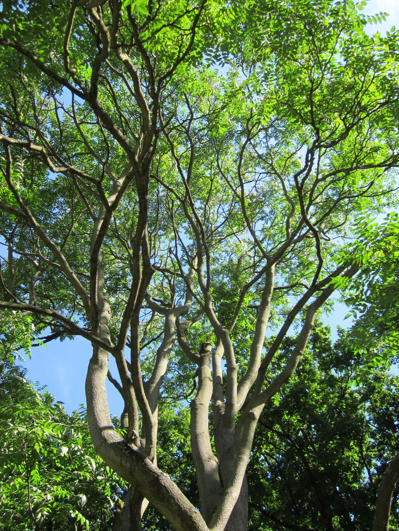 sunlight, forest, branch, growth, green, sky, ailanthus, plant part, branches, trunk, tranquility, tree, leaf, 2K, tree of heaven, tree trunk, tree canopy