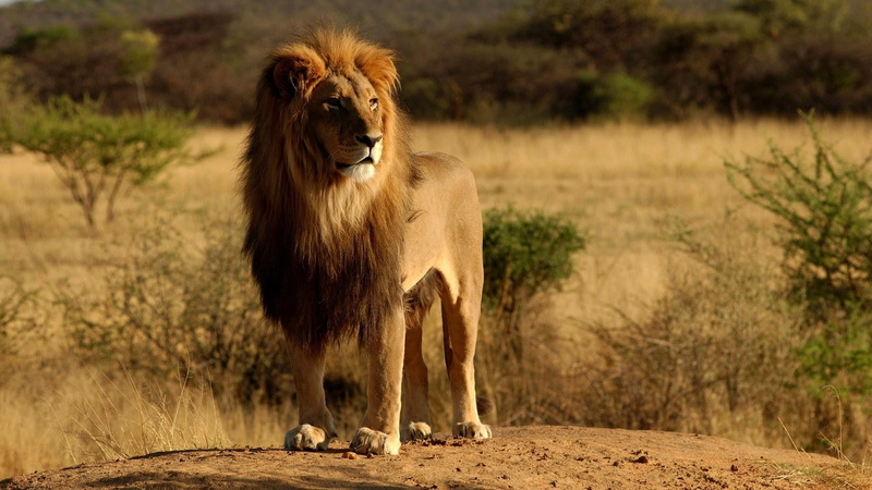 safari, full length, portrait, no people, lion - feline, vertebrate, day, nature, animal, animals in the wild, feline, carnivora, cat, male animal, animal themes
