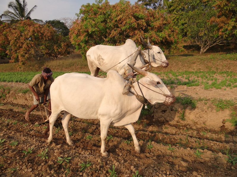 animal themes, Ox, two animals, Bullocks, Tilling, group of animals, white, ox-plough, Plough, working animal, mammal, horse, vertebrate, cattles, man