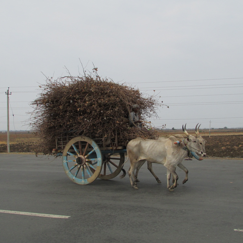 work, carting, working animal, nature, india, pets, two, outdoors, carries, carriage, horse, livestock, domestic, indian, no people, 2K, day, pulling