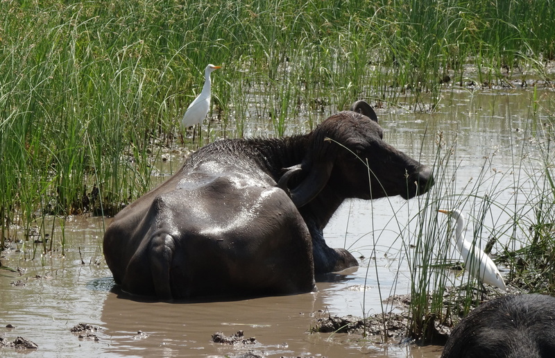wetland, herbivorous, no people, nature, jaffarabadi, bovine, native, animal, mammal, two animals, gujarat, water buffalo, milker, buffalo, bhavanagri