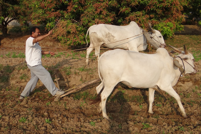 full length, tree, vertebrate, outdoors, tilling, plow, field, real people, livestock, mammal, nature, plough, farm animals, one person, animal themes