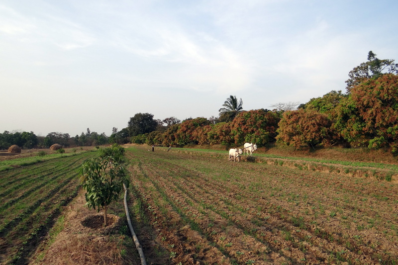 tranquility, beauty in nature, land, plant, india, domestic animals, ox, furrowing, ox plough, sky, agriculture, mammal, farmland, animal themes, field