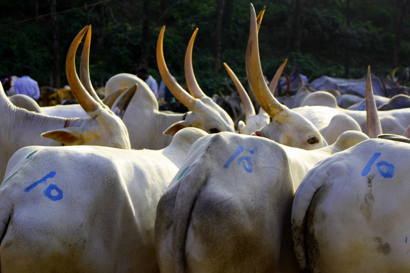 animal representation, bullock, animal, 5K, india, group of animals, representation, healthy eating, animal themes, food and drink, close-up, village