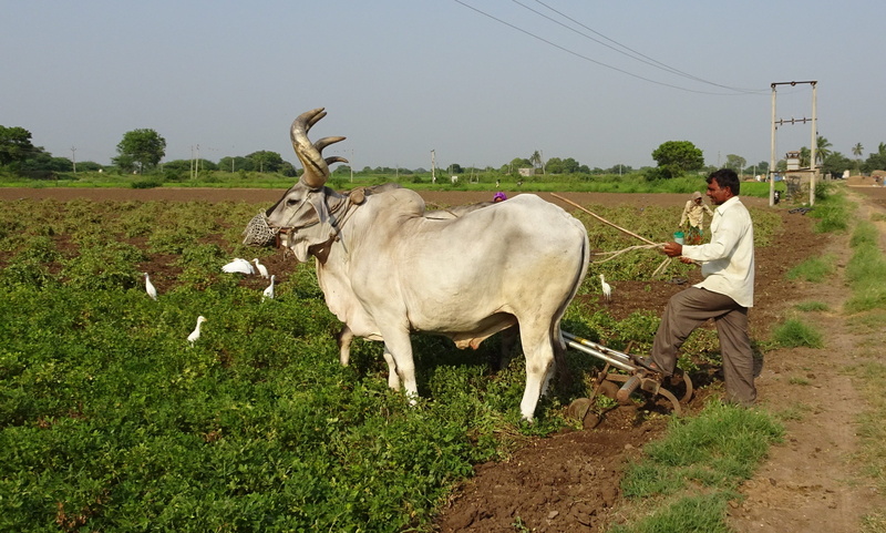 milk, domestic animals, zebu, day, nature, mammal, livestock, india, landscape, porbandar, one person, plant, land, agriculture, furrowing, riding, breed