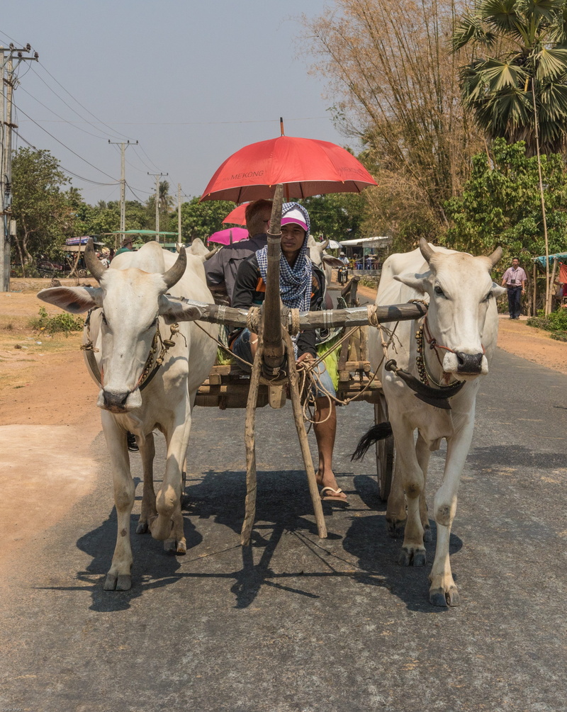 wild Cattle, umbrella, one person, cultures, domestic animals, bull - Animal, Taxi, Vehicle, cow, real people, only women, adults only, ox Cart, asia, agriculture