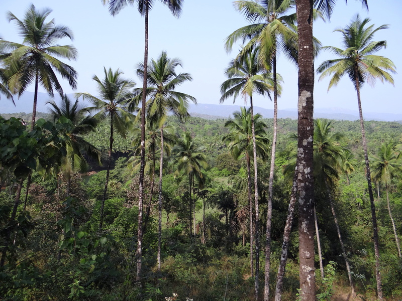 woodland, trunk, no people, tranquil scene, agriculture, tree trunk, tropical tree, branches, nature, sky, leaves, outdoors, plant, beauty in nature, land