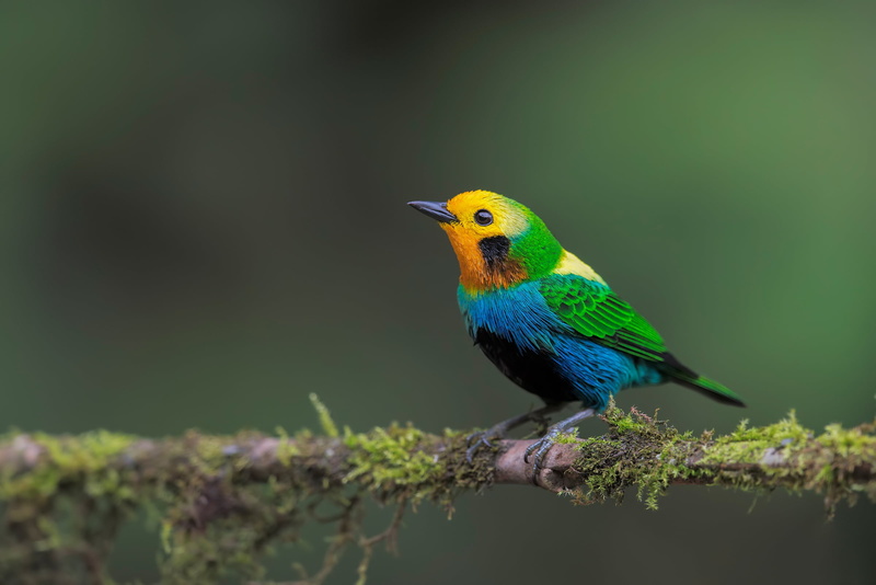 Tanager, Passerine, Birds, Bird, 1080P, Wildlife
