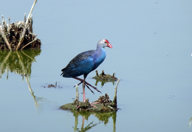 marsh, plant, wild, animal, perching, animals in the wild, ahmedabad, 2K, waterfront, purple swamphen, blue, animal wildlife, no people, porphyiro porphyiro