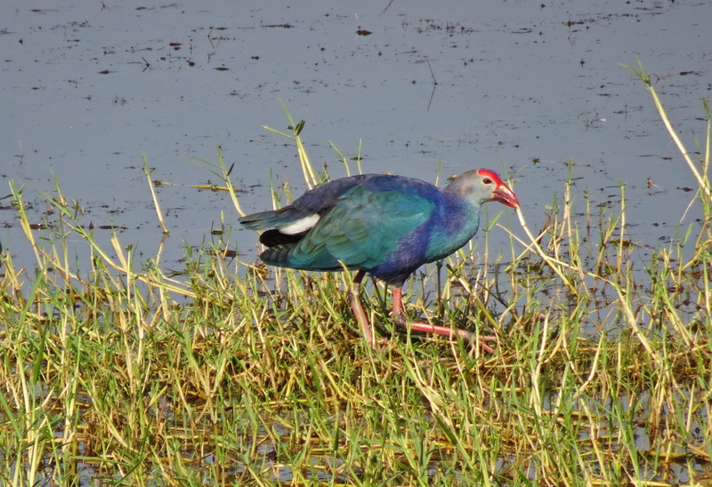 porphyiro porphyiro, india, beauty in nature, bird, outdoors, animal themes, wild, purple swamphen, one animal, no people, 2K, vertebrate, day, animal wildlife