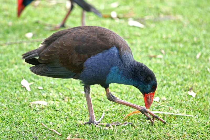feather, animal wildlife, wildlife, plant, wild, hen, porphyrio, outdoors, animals in the wild, side view, grass, wetland, one animal, water, natural, 4K
