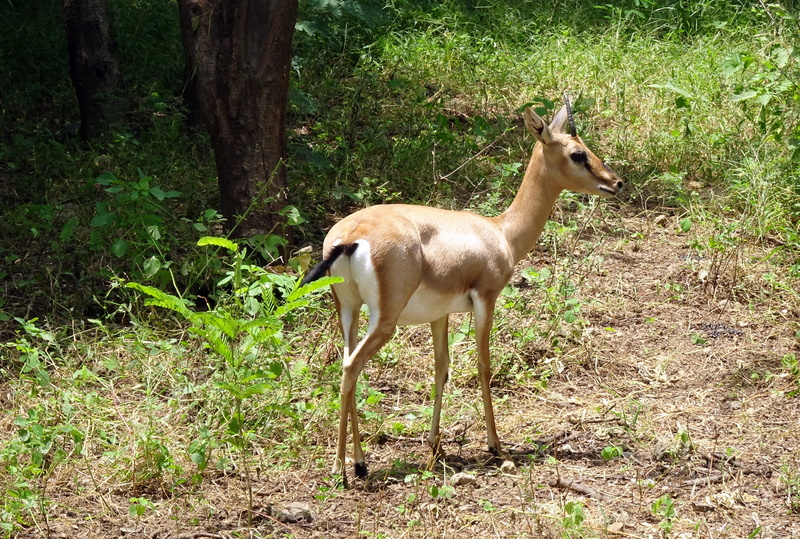 field, animals in the wild, chinkara, ravine deer, rajkot, plant, india, animal wildlife, mammal, male, day, outdoors, g, gujarat chinkara, christii, fawn