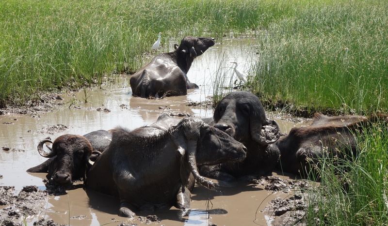 jaffarabadi, watering, buffalo, animal wildlife, animal family, animal, grass, domestic animals, saurashtra, hybrid, animal themes, nature, mammal, herbivorous