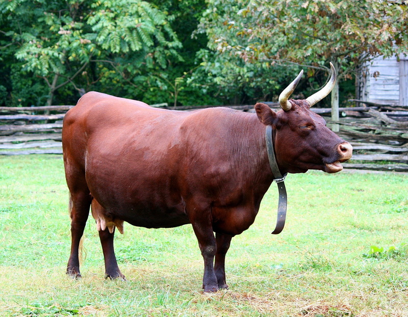 land, plant, pets, rare breed, vertebrate, field, no people, outdoors, animal themes, 2K, udder, milk cow, devon cow, livestock, standing, domestic animals