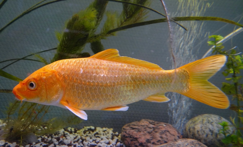carp, animals in the wild, transparent, close-up, koi fish, one animal, water, cyprinus rubrofuscus, sea, valuable, summer, pets, fish, breeding, close