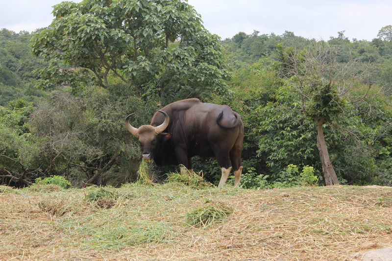 animal, cattle, day, horned, india, forest, one animal, 5K, livestock, bison, animal themes, no people, horns, field, indian, tree, mammal, wild, herbivorous