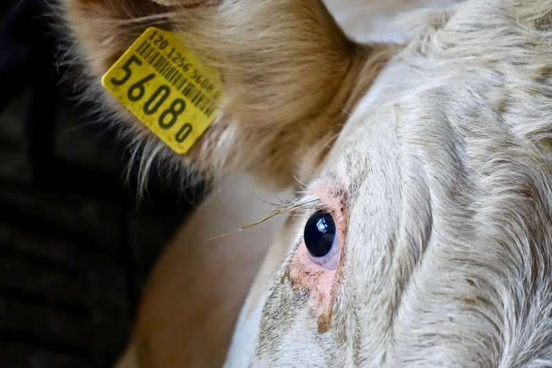 dairy, cat, bovine, hair, animal head, looking, head, mammal, domestic cat, vertebrate, farming, eye, domestic, domestic animals, milk, pets, cattle, whisker