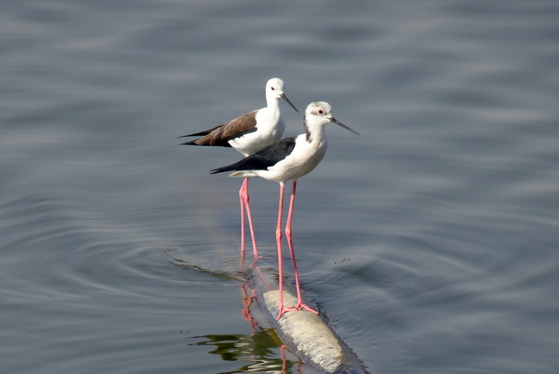 one animal, stilt, nature, 2K, outdoors, rippled, perching, animal wildlife, wild, himantopus himantopus, bird, recurvirostridae, lake, vertebrate, wader