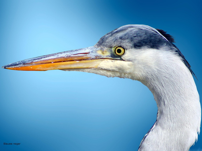 animals, bird, ardea, white, grey heron, 1080P, birds, grey, cinerea, heron, blauwe reiger, yellow, ardea cinerea