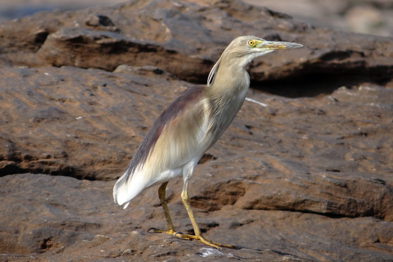 perching, rock - object, 4K, animal, pond, nature, profile view, wader, rock, stalker, animal wildlife, heron, looking, paddybird, solid, outdoors, vertebrate
