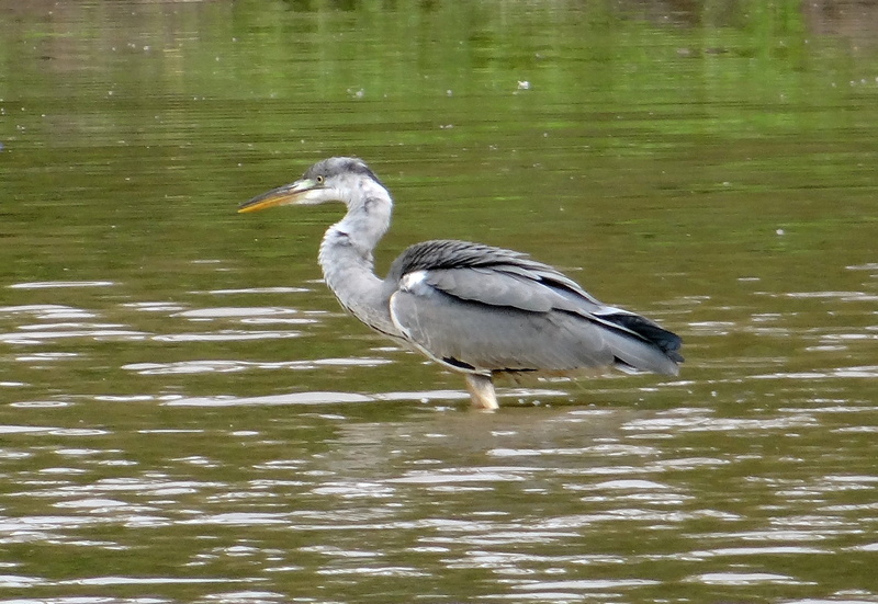 water, lake, side view, ardea cinerea, vertebrate, wader, waterfront, karnataka, animal themes, ardeidae, 1080P, outdoors, animals in the wild, bird, india