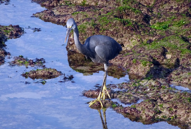 nature, wader, egretta gularis, water bird, wading, no people, animal, day, fauna, rock - object, western reef egret, avian, animal neck, porbandar, animals in the wild