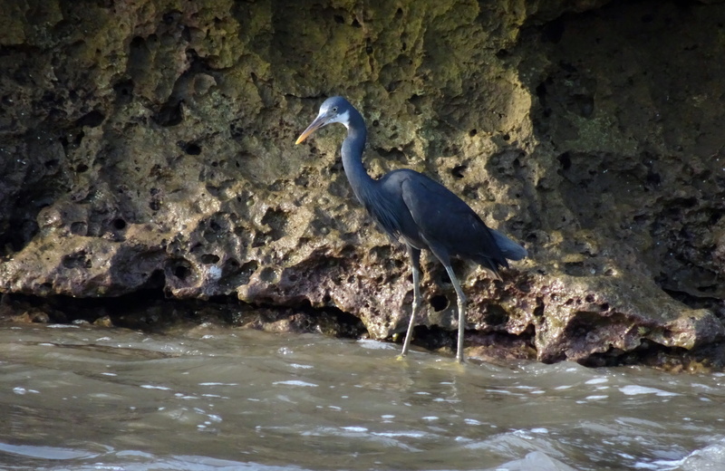 rock, animals in the wild, animal themes, animal wildlife, waterfront, day, rock - object, animal, solid, india, 4K, vertebrate, diu, western reef heron