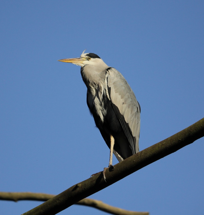 heron, bird, grey, water, 2K, eastern, vertebrate, branch, ardea cinerea, sky, animals in the wild, water bird, grey heron, low angle view, animal wildlife