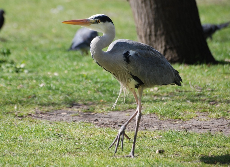 animal wildlife, beak, land, grass, plant, 2K, animal themes, field, standing, one animal, ardea cinerea, day, gray heron, grey, outdoors, animals in the wild